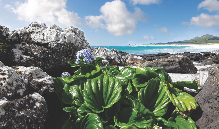 Chatham Islands