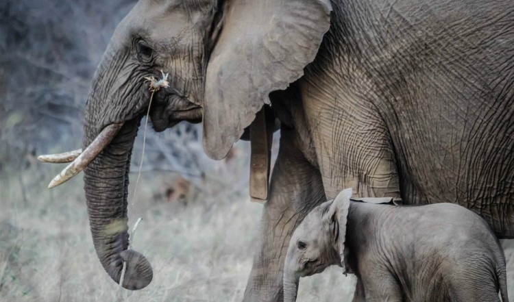 South Africa Safari 